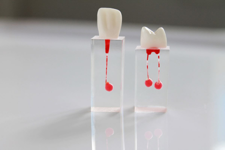 Зуб для обучения в ассортименте (1 шт) 02